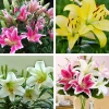 Củ hoa ly cao thơm 6 màu - Trồng 60 ngày ra hoa, hoa đẹp thơm, chỉ 22.000 VND 2