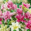 Củ hoa ly kép 6 màu chuẩn Hà Lan, hoa thơm nức, giống chuẩn, giá 12.000 VND 7