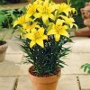 Củ Hoa Ly Lùn - Cây Cảnh Nhỏ Xinh, Giá Chỉ 8.000đ, Giảm Giá Đặc Biệt 2