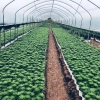 Củ Hoa Ly Lùn - Cây Cảnh Nhỏ Xinh, Giá Chỉ 8.000đ, Giảm Giá Đặc Biệt 4