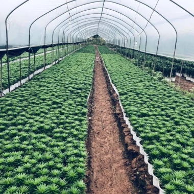 Củ Hoa Ly Lùn - Cây Cảnh Nhỏ Xinh, Giá Chỉ 8.000đ, Giảm Giá Đặc Biệt 4