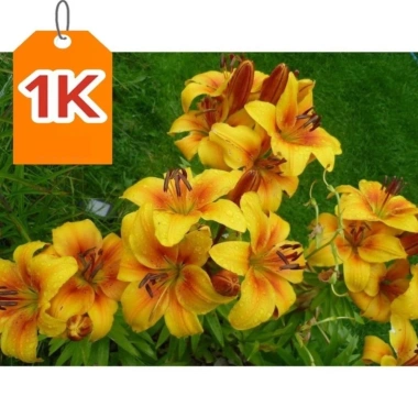 Củ hoa ly lùn màu vàng nhụy đỏ - Giống Thúy Hoa, giá 9.700₫, dễ trồng 6