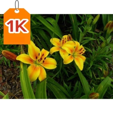 Củ hoa ly lùn màu vàng nhụy đỏ - Giống Thúy Hoa, giá 9.700₫, dễ trồng 7