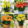 Củ hoa ly lùn nhập khẩu Hà Lan - Nhiều màu, ra hoa 20‑25 ngày, giá chỉ 12.000₫