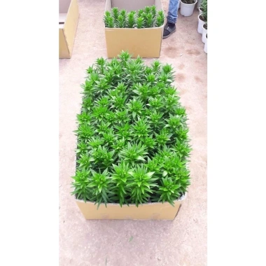 Củ hoa ly lùn nhập khẩu Hà Lan - Nhiều màu, ra hoa 20‑25 ngày, giá chỉ 12.000₫
