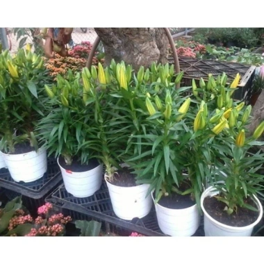 Củ hoa ly lùn nhập khẩu Hà Lan - Nhiều màu, ra hoa 20‑25 ngày, giá chỉ 12.000₫