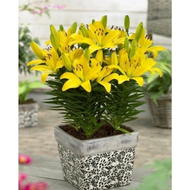Củ hoa ly lùn nhập khẩu Hà Lan - Nhiều màu, ra hoa 20‑25 ngày, giá chỉ 12.000₫