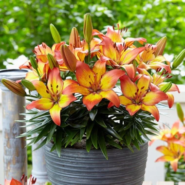 Củ hoa ly lùn sẵn mầm 9 màu - Trồng 30 ngày ra hoa, giá chỉ 23.000đ 3 Củ hoa ly lùn sẵn mầm 9 màu - Trồng 30 ngày ra hoa, giá chỉ 23.000đ 3