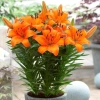 Củ hoa ly lùn sẵn mầm 9 màu - Trồng 30 ngày ra hoa, giá chỉ 23.000đ 8