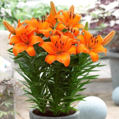 Củ hoa ly lùn sẵn mầm 9 màu - Trồng 30 ngày ra hoa, giá chỉ 23.000đ