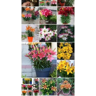 Củ hoa ly lùn siêu hoa nhiều màu giá 15.000 đồng, giảm từ 18.000, ưu đãi hấp dẫn