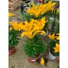 Củ hoa ly lùn siêu hoa nhiều màu giá 15.000 đồng, giảm từ 18.000, ưu đãi hấp dẫn 5