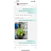 Củ hoa ly lùn siêu nụ, củ sẵn mầm - Giá ưu đãi 15.000đ, chất lượng cao 6