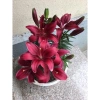Củ hoa ly lùn thơm sẵn mầm 9 màu - Giá ưu đãi 17.000đ, chất lượng cao 2