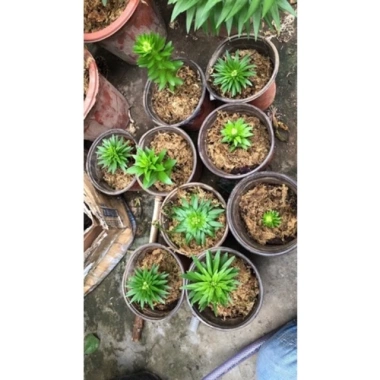 Củ hoa ly lùn thơm sẵn mầm 9 màu - Giá ưu đãi 17.000đ, chất lượng cao