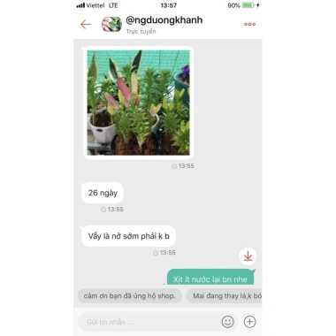 Củ hoa ly lùn thơm sẵn mầm 9 màu - Giá ưu đãi 17.000đ, chất lượng cao