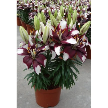 Củ hoa ly lùn trắng tím 9.000đ Giá siêu tiết kiệm, dễ trồng, sinh trưởng mạnh 3 Củ hoa ly lùn trắng tím 9.000đ Giá siêu tiết kiệm, dễ trồng, sinh trưởng mạnh 3