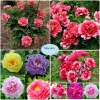 Củ Hoa Mẫu Đơn Cánh Kép Nhiều Màu, Bông To Siêu Hoa, Hạt Đẹp Giá 13.224 VND