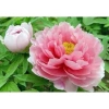 Củ Hoa Mẫu Đơn Cánh Kép Nhiều Màu, Bông To Siêu Hoa, Hạt Đẹp Giá 13.224 VND 6