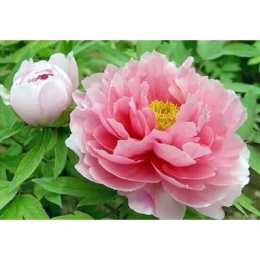 Củ Hoa Mẫu Đơn Cánh Kép Nhiều Màu, Bông To Siêu Hoa, Hạt Đẹp Giá 13.224 VND