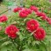 Củ Hoa Mẫu Đơn Cánh Kép Nhiều Màu Mầm Sẵn - Bông To Siêu Hoa Giá 23.000đ 8