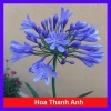 Củ Hoa Thanh Anh - Cây Cảnh Để Bàn Giá Ưu Đãi 29.000đ, Dễ Trồng, Tươi Xanh Cho Nội Thất