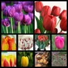 Củ hoa Tulip Hà Lan đa màu sắc - Dễ trồng, dễ chăm, hoa nở liên tục, 79.000đ