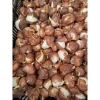 Củ hoa Tulip Hà Lan đa màu sắc - Dễ trồng, dễ chăm, hoa nở liên tục, 79.000đ 2