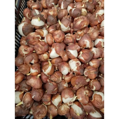 Củ hoa Tulip Hà Lan đa màu sắc - Dễ trồng, dễ chăm, hoa nở liên tục, 79.000đ 2
