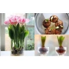 Củ hoa Tulip Hà Lan đa màu sắc - Dễ trồng, dễ chăm, hoa nở liên tục, 79.000đ 3
