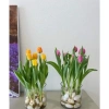 Củ hoa Tulip Hà Lan đa màu sắc - Dễ trồng, dễ chăm, hoa nở liên tục, 79.000đ 4