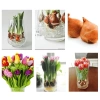 Củ hoa Tulip Hà Lan đa màu sắc - Dễ trồng, dễ chăm, hoa nở liên tục, 79.000đ 5