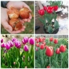Củ hoa Tulip Hà Lan đa màu sắc - Dễ trồng, dễ chăm, hoa nở liên tục, 79.000đ 6