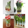 Củ hoa Tulip Hà Lan đa màu sắc - Dễ trồng, dễ chăm, hoa nở liên tục, 79.000đ 7
