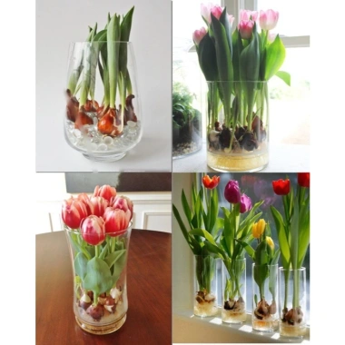 Củ hoa Tulip Hà Lan đa màu sắc - Dễ trồng, dễ chăm, hoa nở liên tục, 79.000đ 7