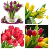 Củ hoa Tulip Hà Lan đa màu sắc - Dễ trồng, dễ chăm, hoa nở liên tục, 79.000đ 8