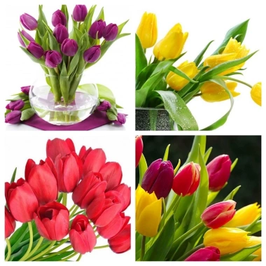 Củ hoa Tulip Hà Lan đa màu sắc - Dễ trồng, dễ chăm, hoa nở liên tục, 79.000đ 8