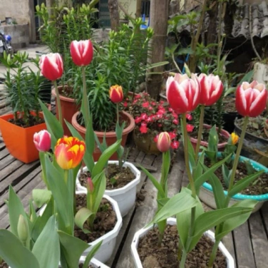 Củ hoa Tulip Hà Lan đa màu sắc - Dễ trồng, dễ chăm, hoa nở liên tục, 79.000đ 9