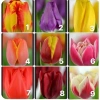 Củ hoa Tulip Hà Lan đa màu sắc - Dễ trồng, dễ chăm, hoa nở liên tục, 79.000đ 10