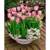 Củ hoa tulip Hà Lan size lớn 6-7cm - Dễ trồng, nhanh ra hoa, chỉ 9.500đ