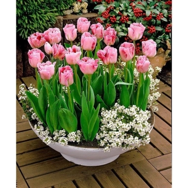 Củ hoa tulip Hà Lan size lớn 6-7cm - Dễ trồng, nhanh ra hoa, chỉ 9.500đ