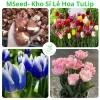 Củ hoa Tulip nhiều màu - Dễ trồng, nhanh ra hoa, bền màu, giá chỉ 16.800 VND