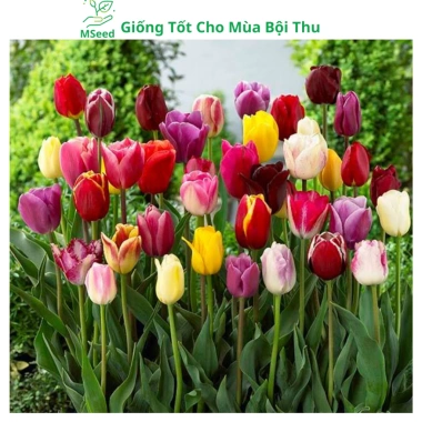 Củ hoa Tulip nhiều màu - Dễ trồng, nhanh ra hoa, bền màu, giá chỉ 16.800 VND 2