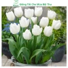Củ hoa Tulip nhiều màu - Dễ trồng, nhanh ra hoa, bền màu, giá chỉ 16.800 VND 3