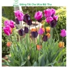 Củ hoa Tulip nhiều màu - Dễ trồng, nhanh ra hoa, bền màu, giá chỉ 16.800 VND 4