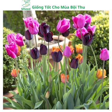 Củ hoa Tulip nhiều màu - Dễ trồng, nhanh ra hoa, bền màu, giá chỉ 16.800 VND 4