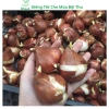 Củ hoa Tulip nhiều màu - Dễ trồng, nhanh ra hoa, bền màu, giá chỉ 16.800 VND 5