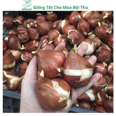 Củ hoa Tulip nhiều màu - Dễ trồng, nhanh ra hoa, bền màu, giá chỉ 16.800 VND 5