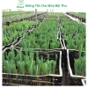 Củ hoa Tulip nhiều màu - Dễ trồng, nhanh ra hoa, bền màu, giá chỉ 16.800 VND 6