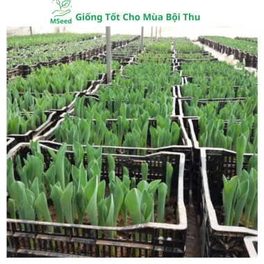 Củ hoa Tulip nhiều màu - Dễ trồng, nhanh ra hoa, bền màu, giá chỉ 16.800 VND 6